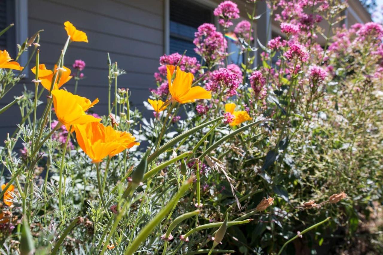 West End Neighborhood Cottage Santa Rosa Buitenkant foto